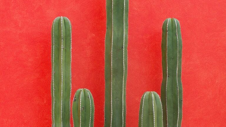 Sơn hiệu ứng Waldo-Sơn hiệu ứng Stucco